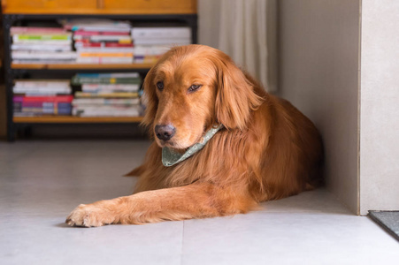 可爱的金色猎犬在地面上