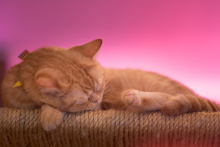 和平 橙色 红色 猫男性小猫蜷缩着睡觉