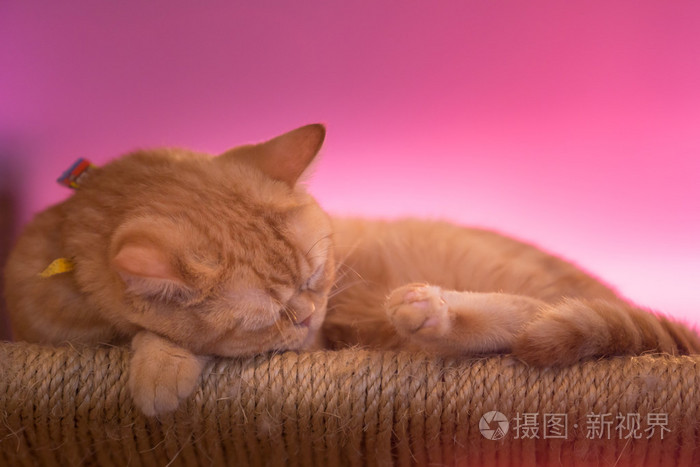 和平, 橙色, 红色, 猫男性小猫蜷缩着睡觉