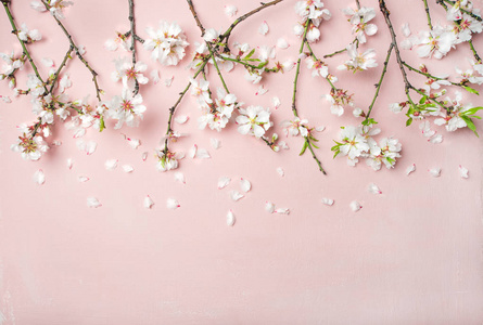 春季花卉背景, 质地和墙纸。白色杏仁花和花瓣在粉红色背景下