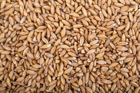 天然小麦籽粒背景特写