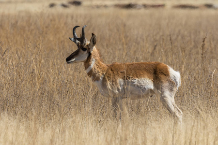 亚利桑那州草原上的一只角羚羚羊巴克