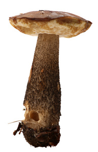 牛肝菌。森林蘑菇上孤立的白色背景