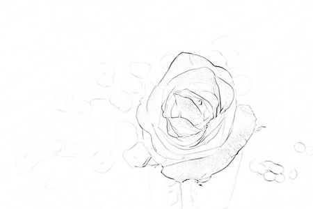 玫瑰形状线黑色和白色的爱背景