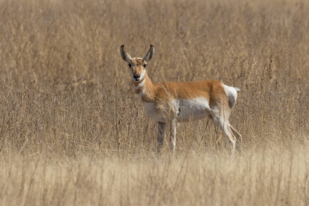 亚利桑那州草原上的一只角羚羚羊巴克