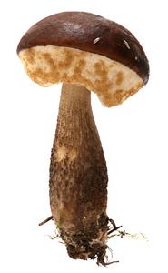 牛肝菌。森林蘑菇上孤立的白色背景
