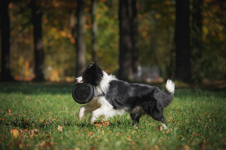 边境牧羊犬的犬种