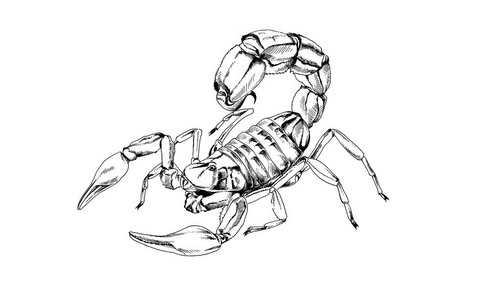 绘制的蝎子图片-绘制的蝎子素材-绘制的蝎子插画-摄图新视界