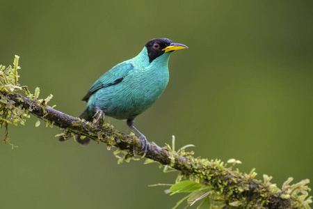 绿色 HoneycreeperChlorophanes spiza, 美丽的小彩色 Honeycreeper 从哥斯达黎加