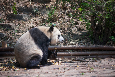 大熊猫吃竹子特写图片