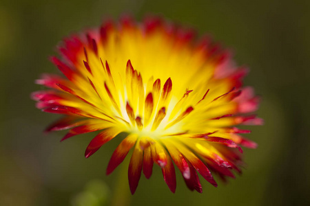 Drosanthemum 的花背景