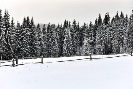 冬季山地森林景观