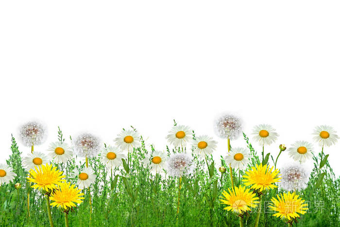 野花雏菊 夏日风景 白色的洋甘菊花照片 正版商用图片0g41db 摄图新视界