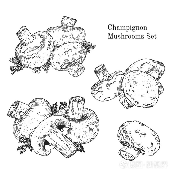 油墨香菇蘑菇素描集