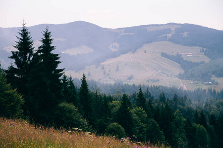 喀尔巴阡山区森林的视图。边坡的山和美丽的景色
