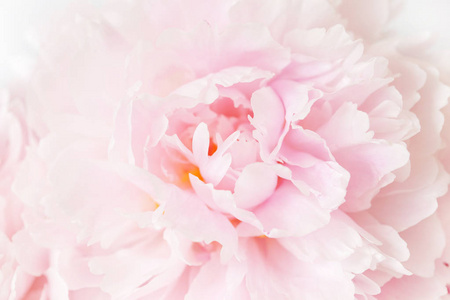 美丽的粉红色牡丹花卉背景