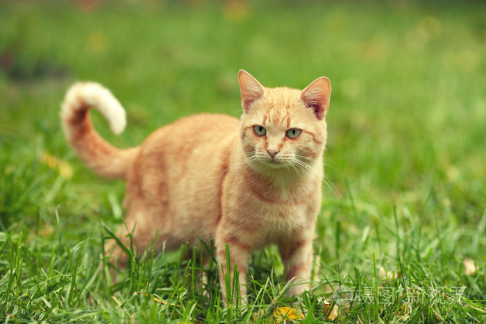 红猫在草地上