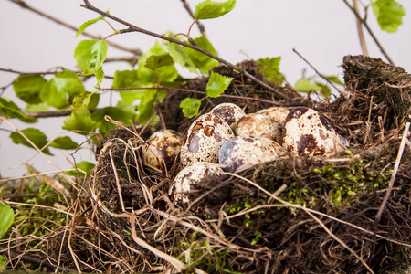鹌鹑蛋在巢细节照片