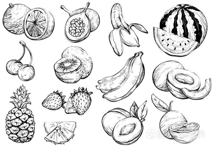 手绘健康异国情调的夏日水果 素描插画 正版商用图片0g437o 摄图新视界 手绘健康异国情调的夏日水果 素描插画 正版商用图片0g437o 摄图新视界