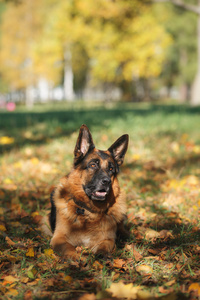 狗品种德国牧羊犬