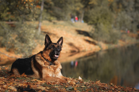 狗品种德国牧羊犬