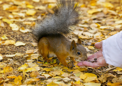 松鼠吃松子仁用手在秋天照片