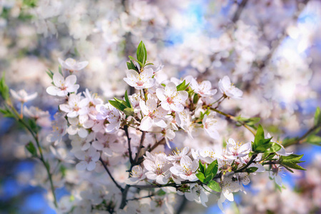 樱花树枝