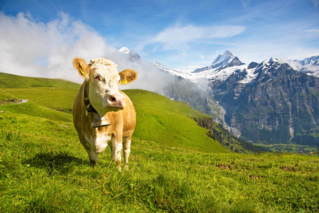 迷人的景观与奶牛在山上的薄雾图片