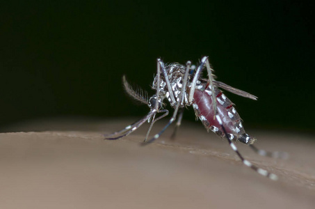 白纹伊蚊蚊载体的登革热 黄热病疾病及 zika 病毒