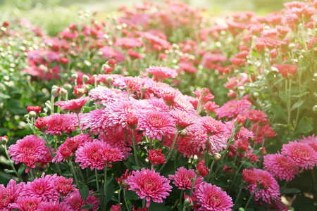 美丽的菊花 特写 户外