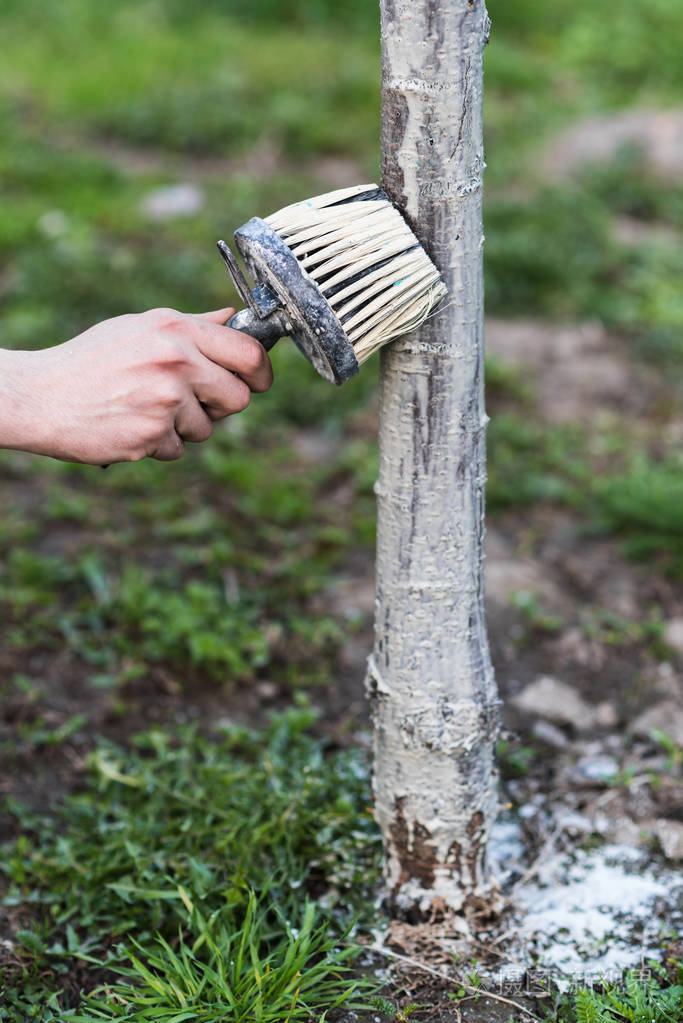 春天粉刷树木.保护免受日晒和害虫的侵害.乌克兰