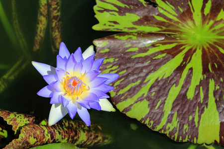 池塘上的蓝色莲花