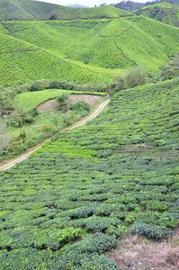 位于金马伦高原的茶园