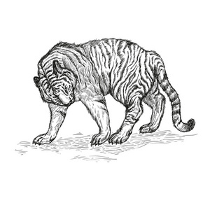 山楂黑老虎图片-山楂黑老虎素材-山楂黑老虎插画-摄图新视界