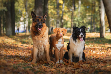 狗繁殖边境牧羊犬和德国牧羊犬和新斯科舍省鸭寻回犬