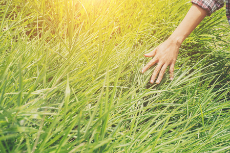 女人的手触摸草地上的绿色草地