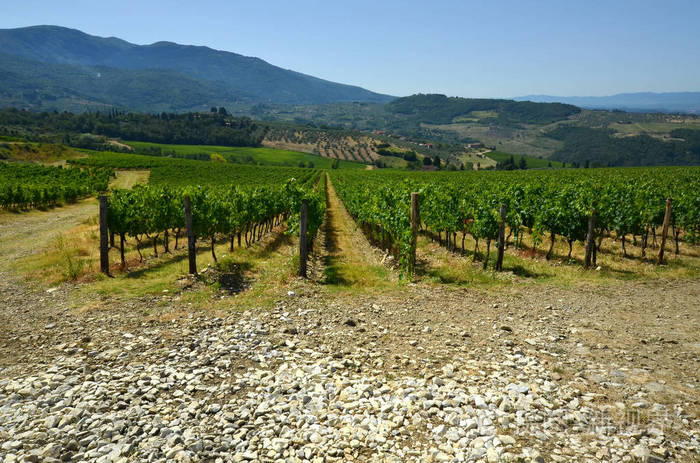 托斯卡纳葡萄园.意大利