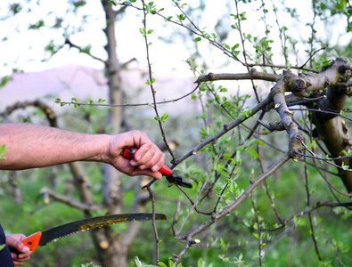 修剪苹果树小男孩修剪苹果树春园背景下苹果树修枝修剪枝的园丁特写图