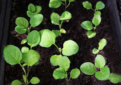 茄子苗茄子幼苗生长照片
