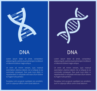 蓝色背景下孤立的白色螺旋 Dna 集