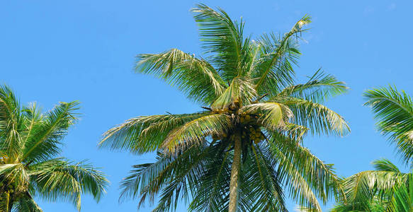 热带棕榈树和蓝天。宽照片