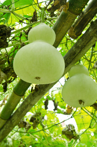 被套期的葫芦绿色葫芦或葫芦葫芦照片