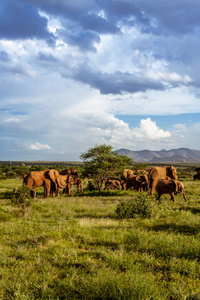 非洲大草原上的大象群图片