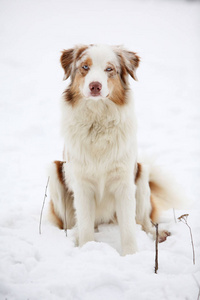 澳大利亚牧羊犬在冬天