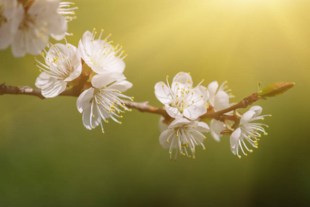 杏树开花