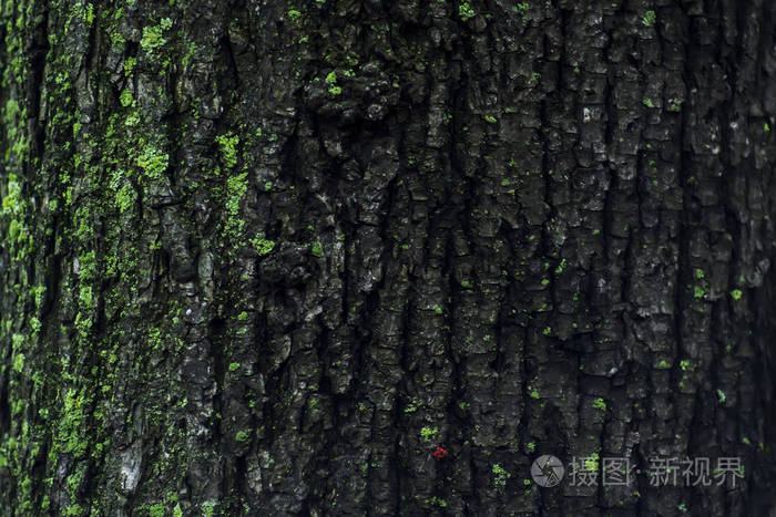 老木树树皮纹理与绿色的青苔