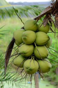 新鲜的椰子，绿色领域的甜热带泰国