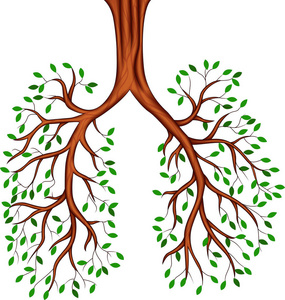 大树与肺的图片图片
