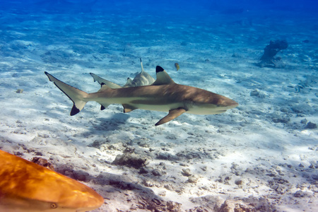 鲨鱼在蓝海中潜水,海洋鲨鱼在深蓝色的海水中游泳狩猎,视软焦点关闭.