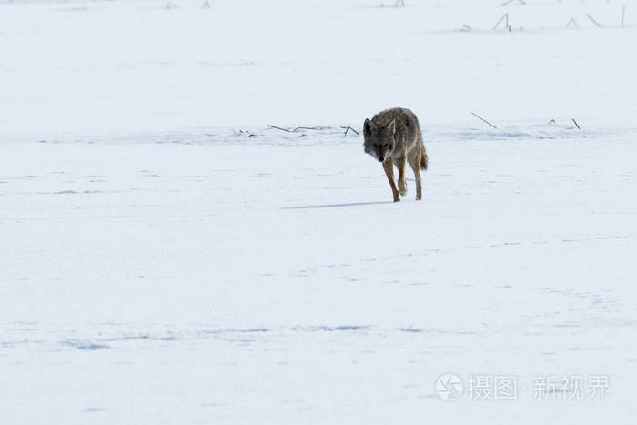 狼在雪地上行走